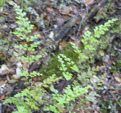 Lindsaea trichomanoides