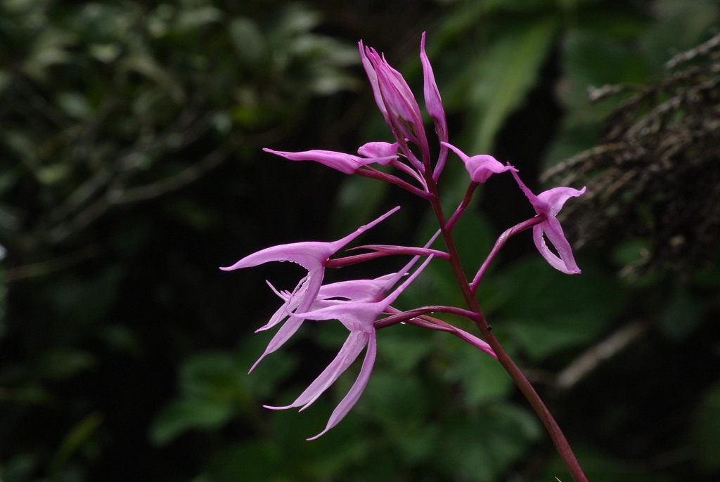 Disa aristata