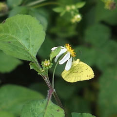 Eurema blanda arsakia