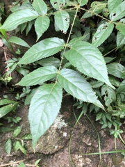 Aralia spinifolia