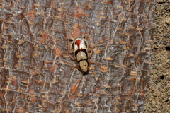 Euthlastoblatta facies