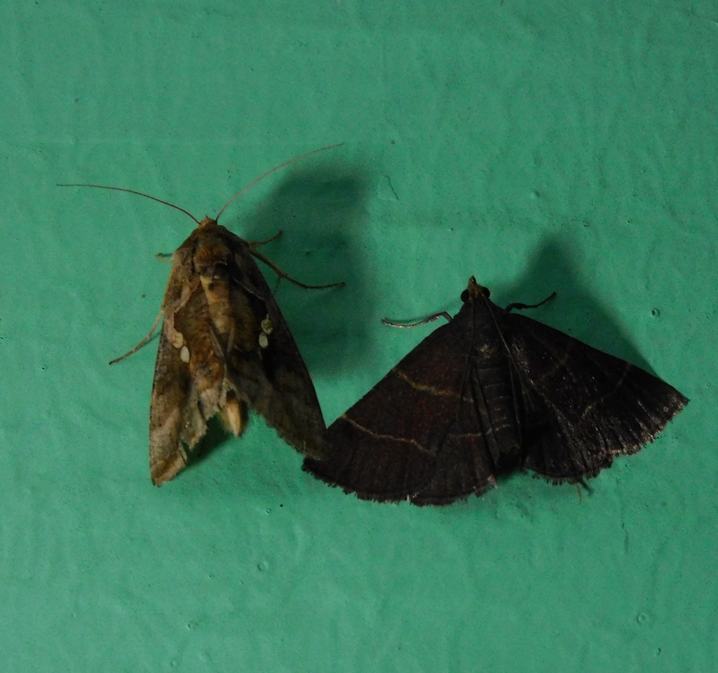 Butterflies and Moths from Almora, INUT, IN on August 2, 2023 at 0952