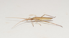 Dolichomiris linearis