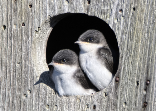 Tree Swallow