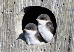 Tree Swallow photo 6