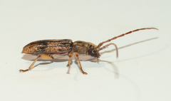 Anelaphus cinereus