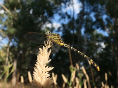Austrogomphus australis