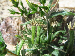 Mentzelia eremophila