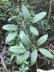 Jasminum lanceolarium