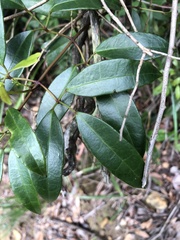 Jasminum lanceolarium