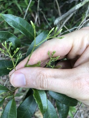 Jasminum lanceolarium