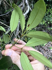 Jasminum lanceolarium