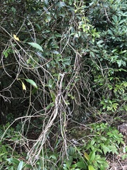 Jasminum lanceolarium