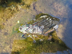 Amphipsalta zelandica