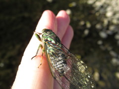 Amphipsalta zelandica