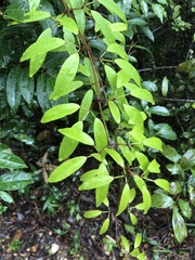 Jasminum lanceolarium