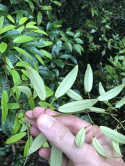 Jasminum lanceolarium
