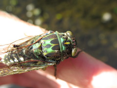 Amphipsalta zelandica