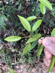 Jasminum lanceolarium