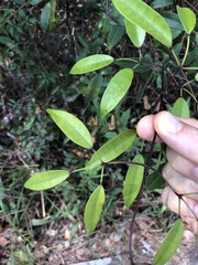 Jasminum lanceolarium