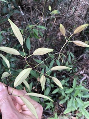 Jasminum lanceolarium