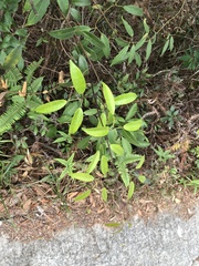 Jasminum lanceolarium