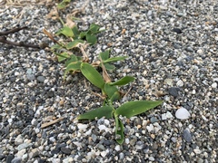 Thuarea involuta