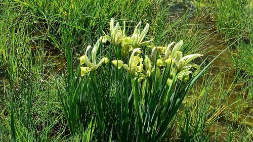 Iris grant-duffii Baker