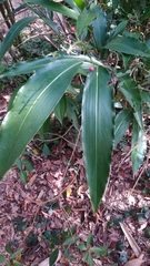 Alpinia intermedia