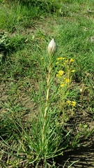 Asphodeline lutea