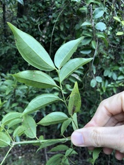 Strychnos angustiflora