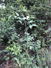 Strychnos angustiflora