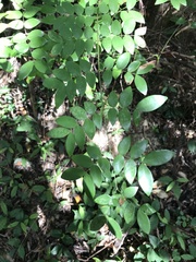 Caesalpinia vernalis