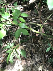 Caesalpinia vernalis
