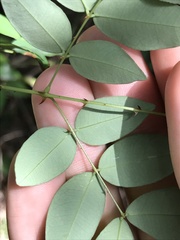 Caesalpinia vernalis