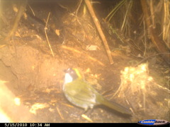 Arremon brunneinucha