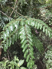 Caesalpinia vernalis