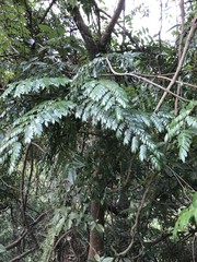 Caesalpinia vernalis