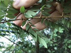 Caesalpinia vernalis