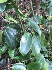 Clematis crassifolia