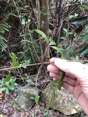Clematis crassifolia