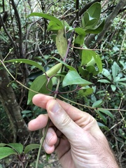 Clematis crassifolia
