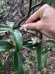 Clematis crassifolia