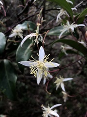 Clematis crassifolia