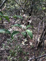 Clematis crassifolia