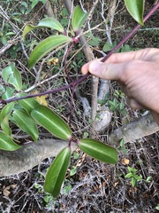 Clematis crassifolia