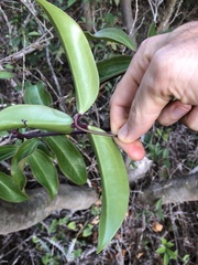 Clematis crassifolia