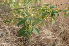 Searsia transvaalensis