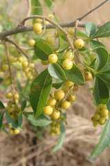 Searsia transvaalensis