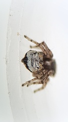 Maratus nimbus